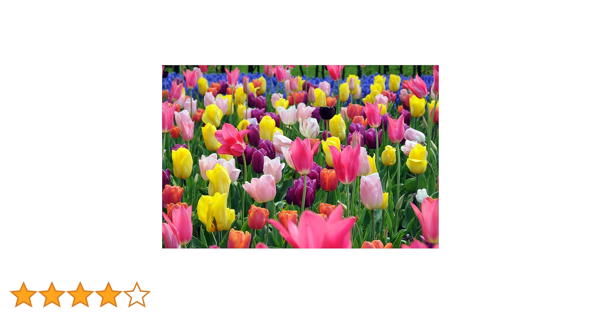 チューリップ50万円です。 Amazon | ダンロップ TR87S チューブ 4．00：4．50-12 134235